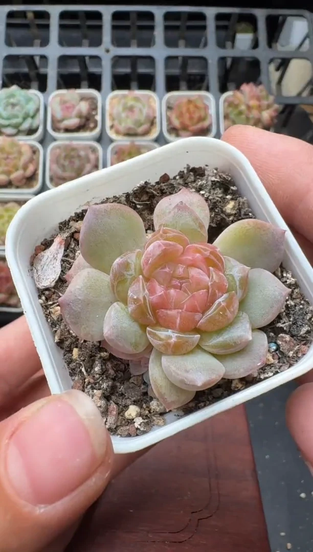 197N带盆土发 当场拍3颗以上包柚 多肉植物 一物一拍