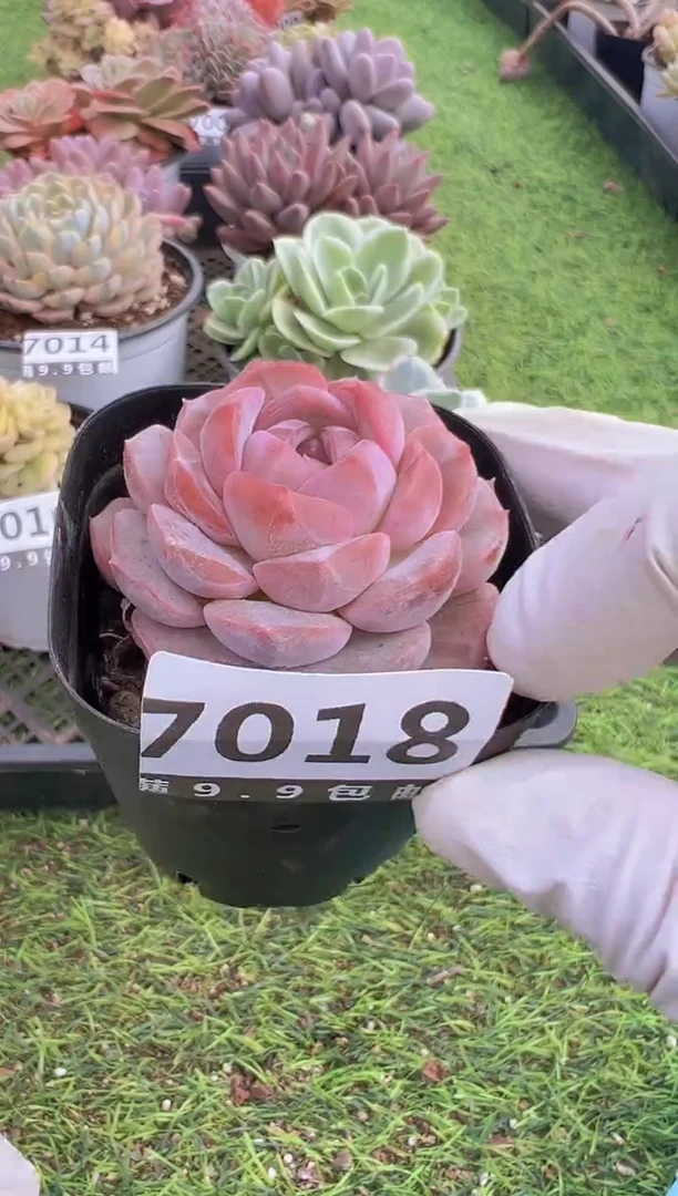 【闪购商品】信福多肉一物一拍