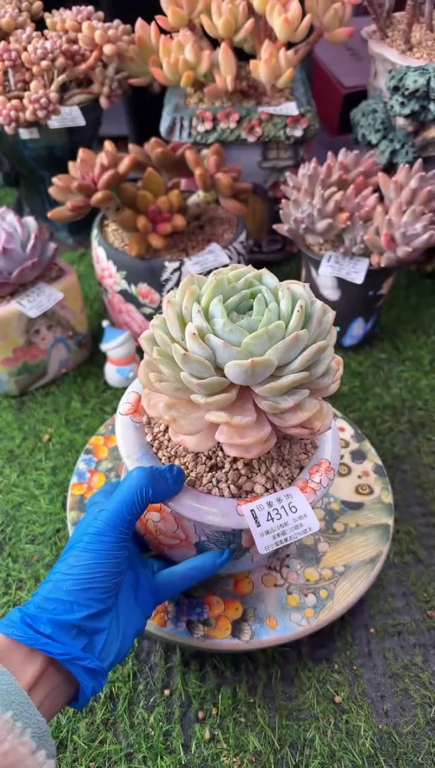 昆明印象多肉4316