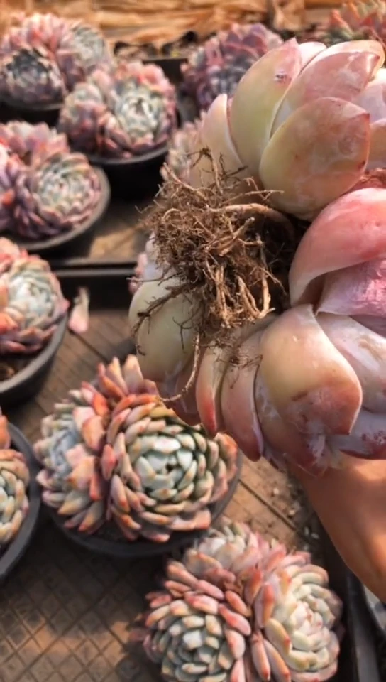 【闪购商品】3头老桩橙梦露
