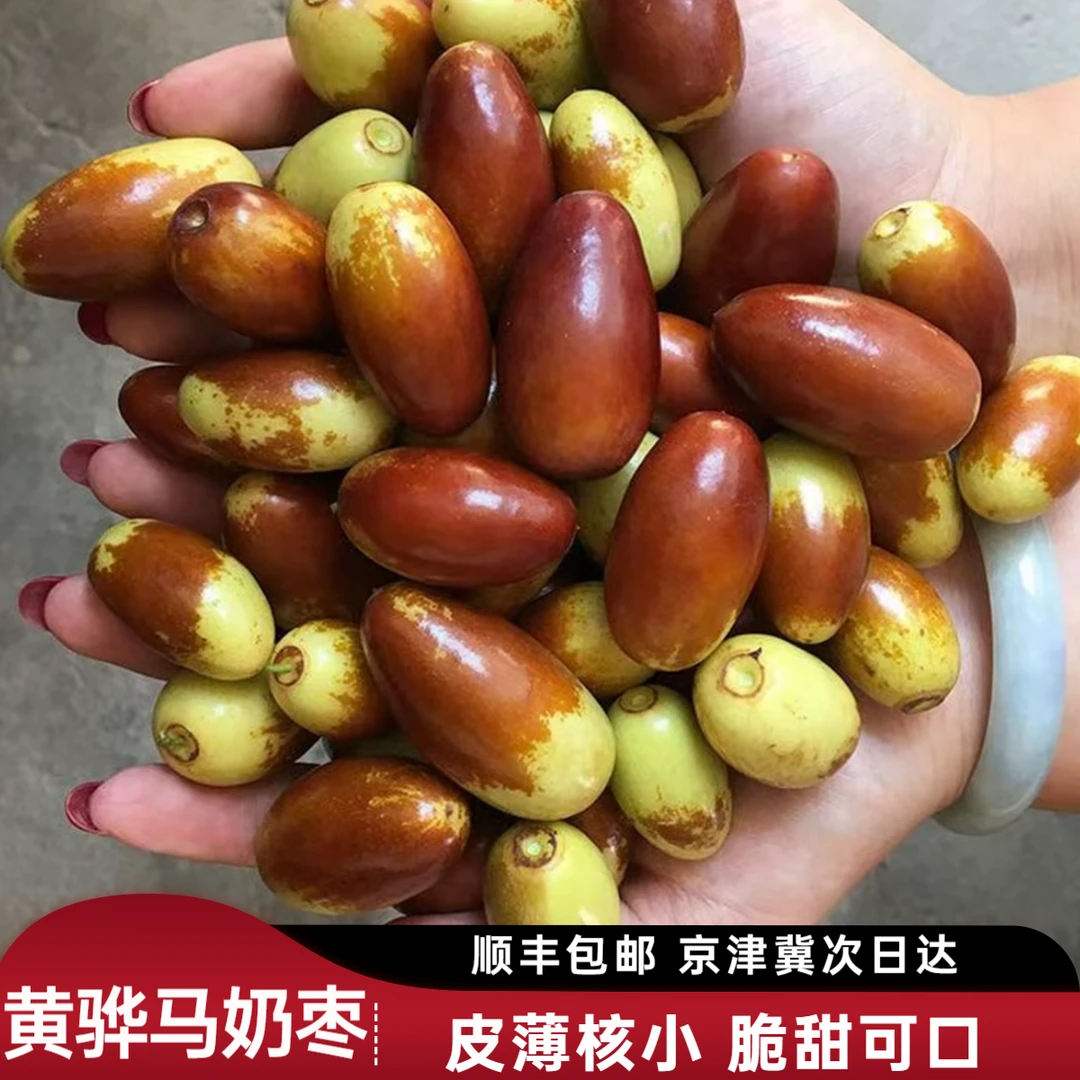【顺丰包邮】黄骅特产马奶枣果肉饱满脆甜可口皮薄核小果大枣园现摘直发 枣河北省