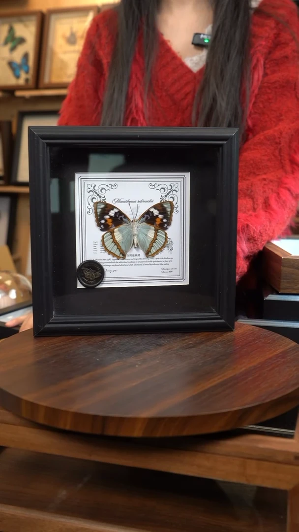 白斑迷蛱蝶反面7寸欧式方框