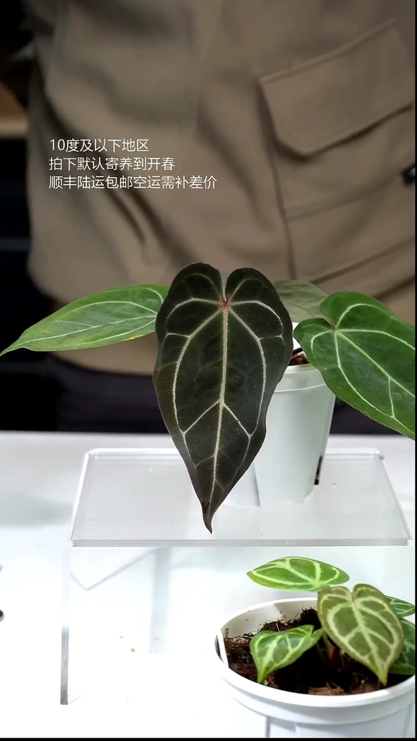 完全开放069-红水晶 x moronse
