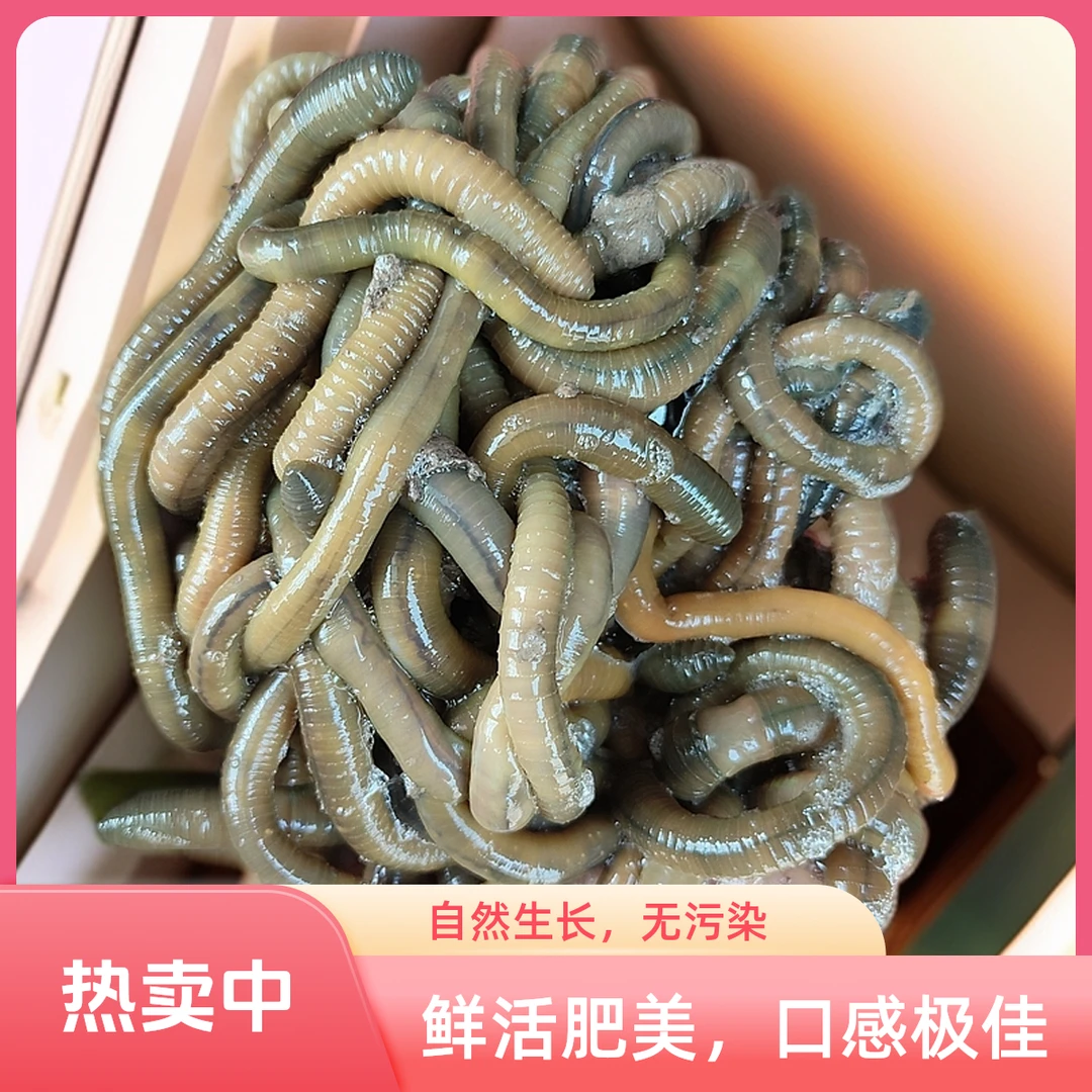 鲜活青蚯蚓黑蚯蚓特大味浓活体野钓黄鳝钓鱼活饵蚯蚓活饵包邮