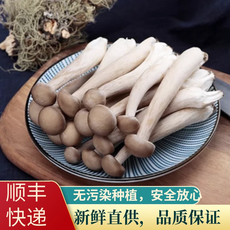 新鲜高山鹿茸菇非云南菌子脆菇蘑菇煲汤食材美食火锅搭子食材