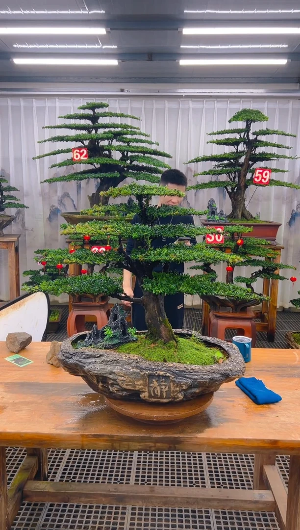 无花朵大***修精品盆景直播间一物一拍