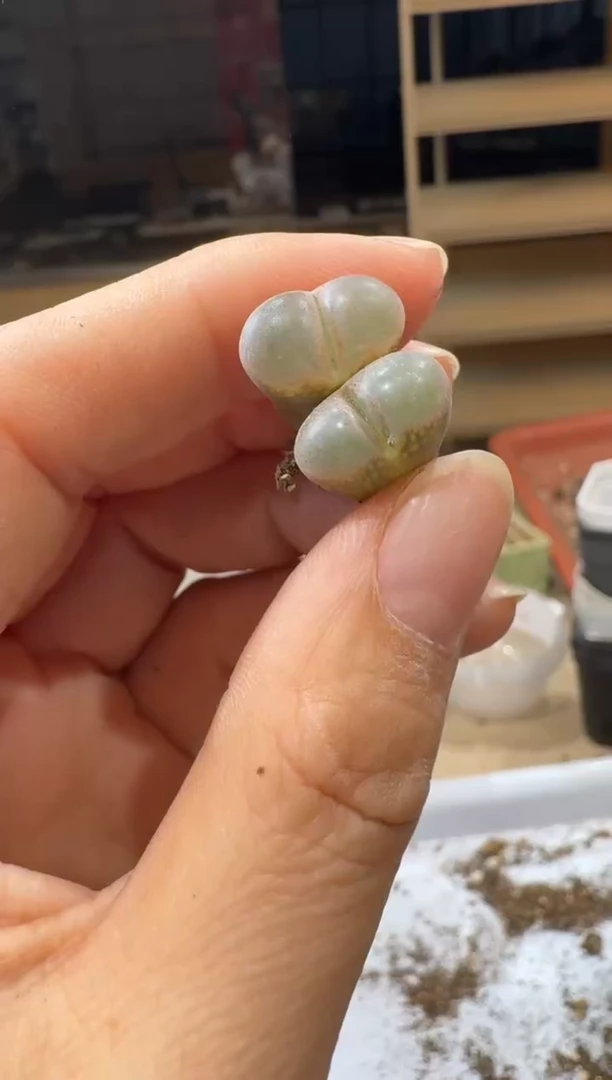 14-462多肉植物肉锥