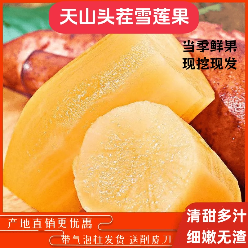 【云南天山红土雪莲果】头茬现挖现发脆甜多汁清爽解腻当季水果