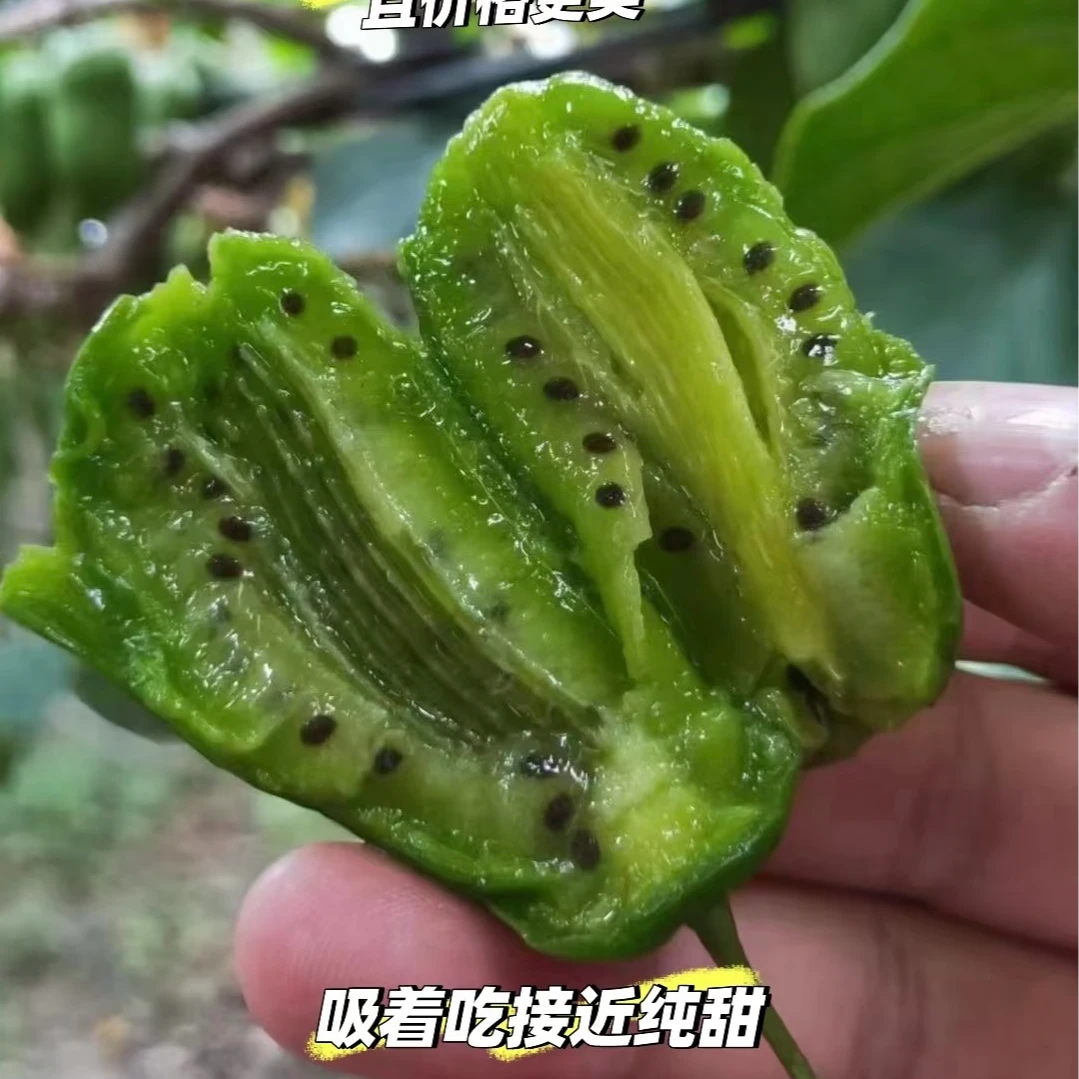 【软枣】丹东软枣无毛猕猴桃特产 顺丰包邮g辽宁省