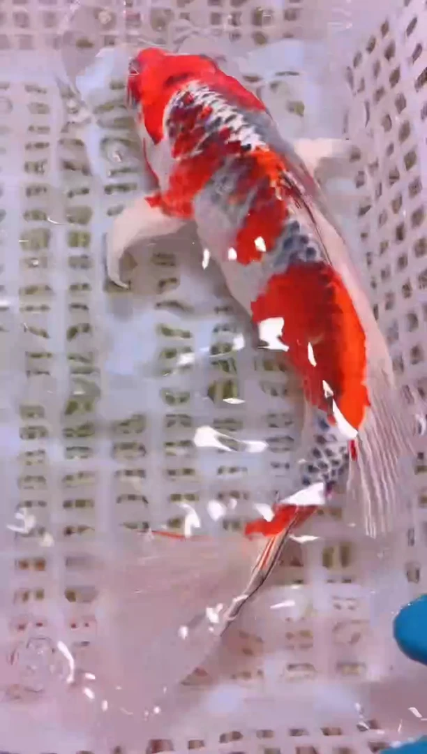 锦鲤冷水观赏鱼全场包邮70