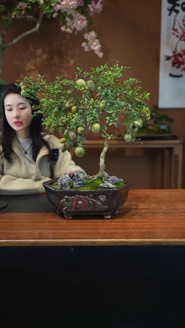 全部花朵手指柠檬盆景盆景盆景