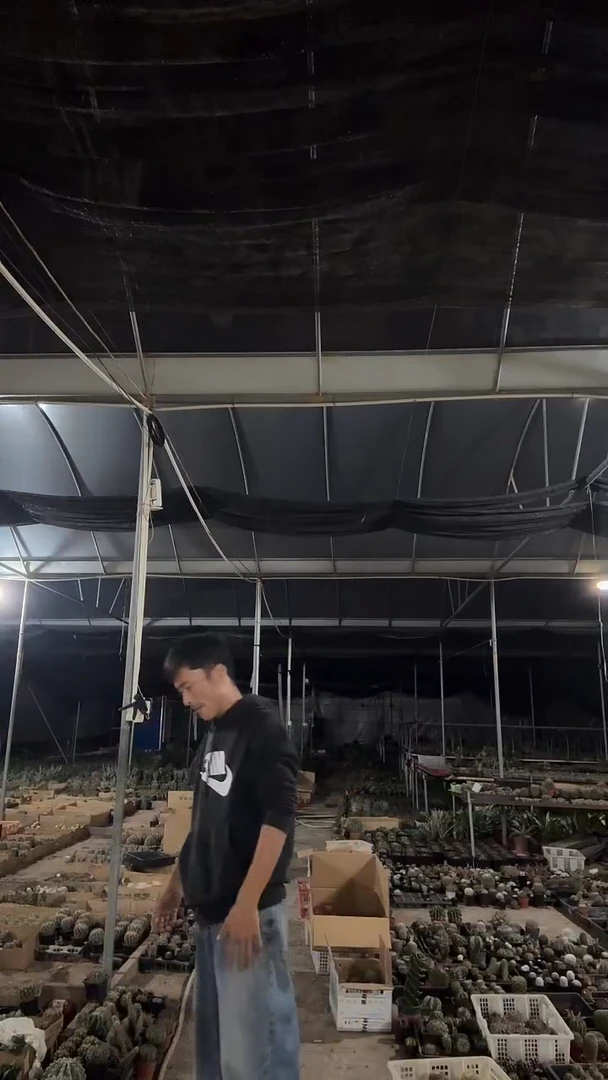 梦**真守金魔天龙49.99