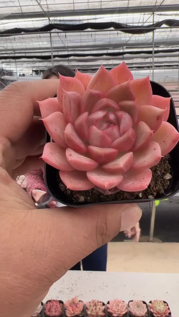 【闪购商品】紫芙-9