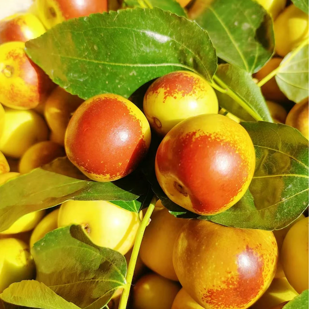 【一物一拍】嫁接枣树苗冰糖脆枣沾化冬枣葫芦枣蟠枣盆栽地栽