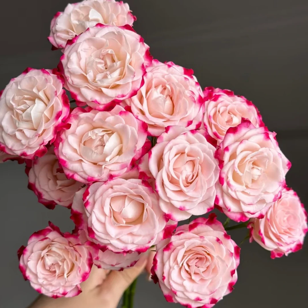 【龙洋花卉】折射泡泡10支！+香槟玫瑰10支+喷泉草5支（新号爆单专属）