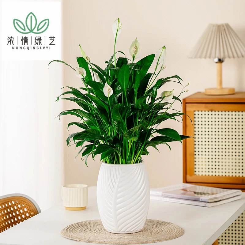 浓情绿艺白掌水培白掌好养植物室内开花绿植客厅美观一帆风顺
