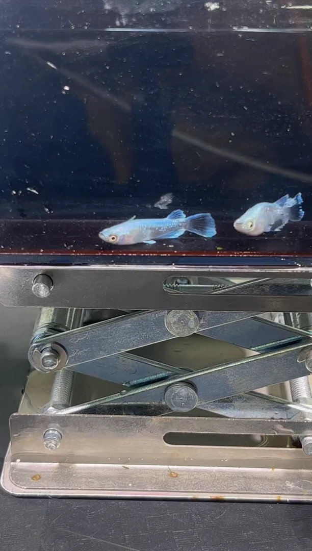 青鳉鱼观背青鳉27