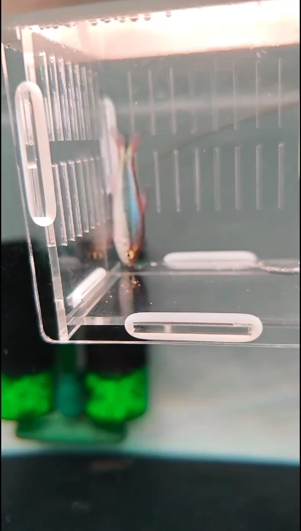 灯科鱼金*蓝缎带3型，灯科鱼