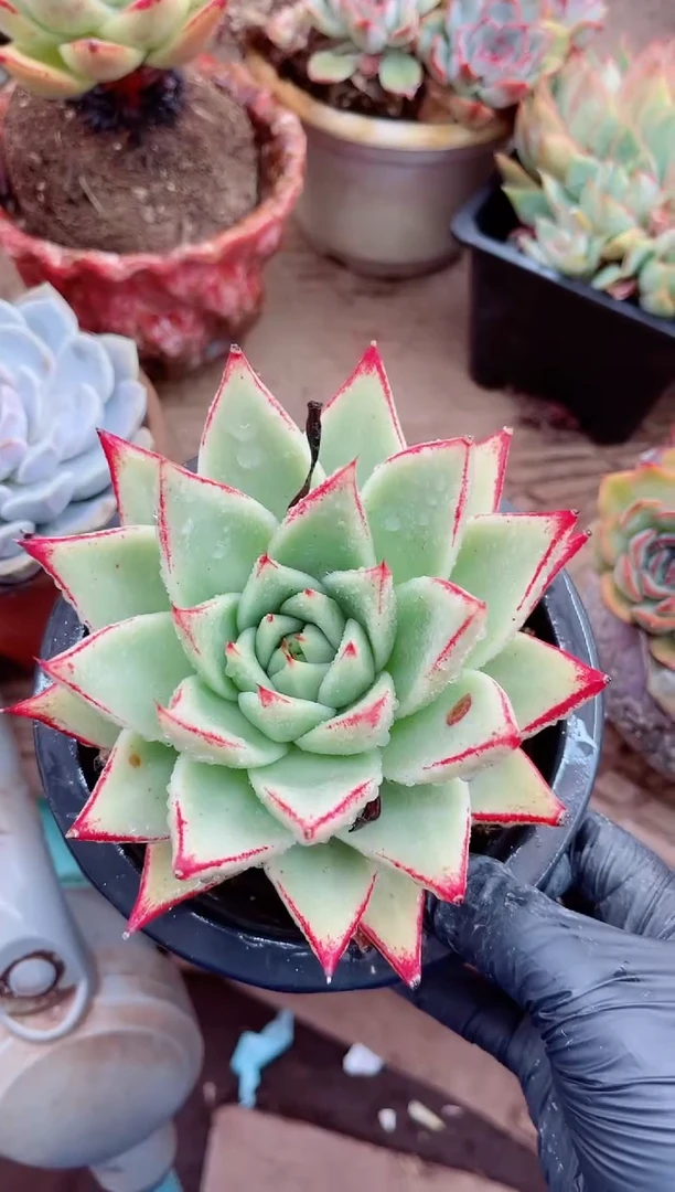 大**子17039多肉植物一物一拍