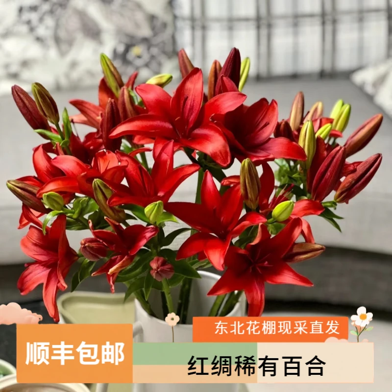 （红绸）稀有亚百东北鲜花原产地直发鲜花顺丰包邮