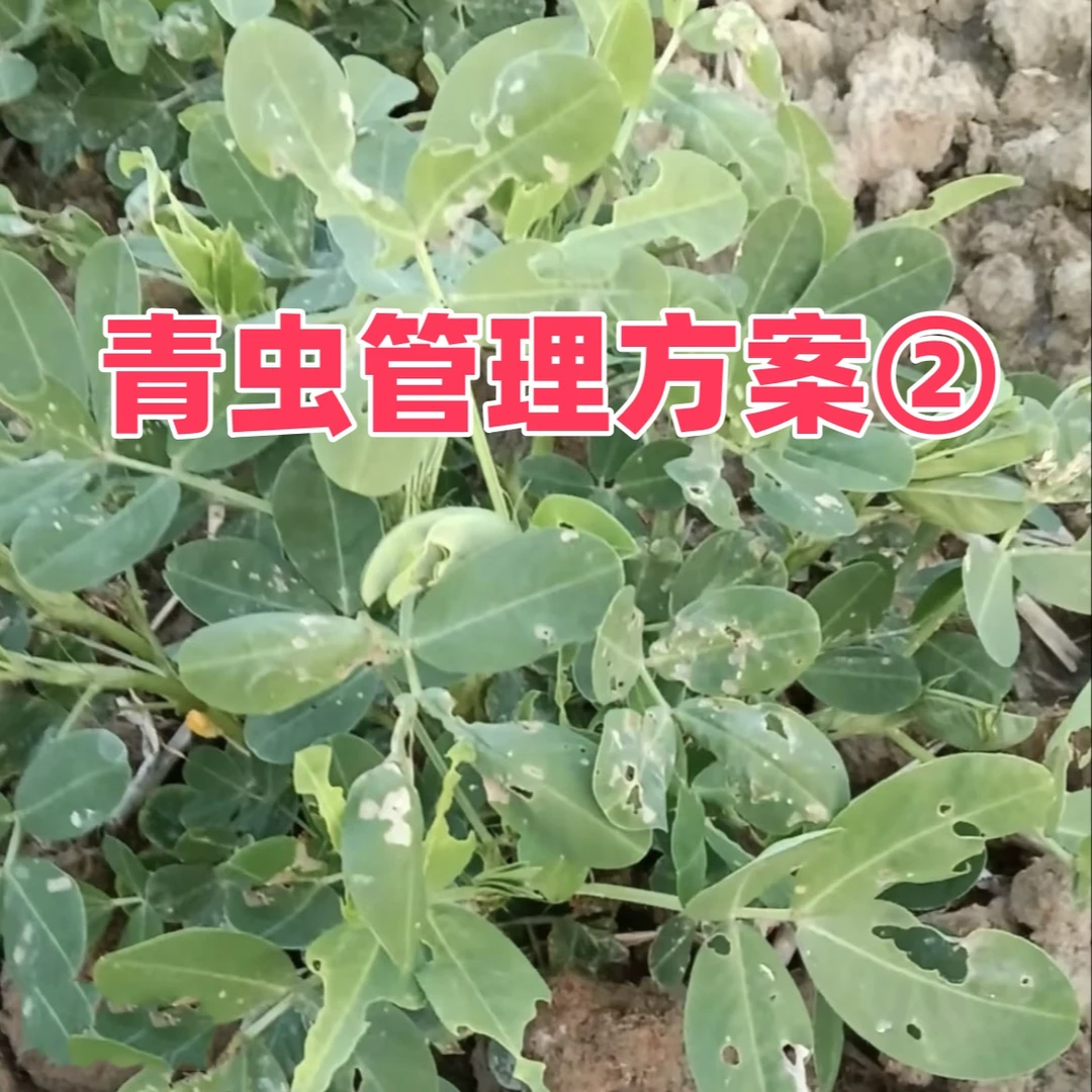 【邦本农资】青虫管理方案