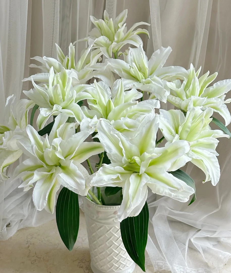 白色重瓣白色百合 10朵