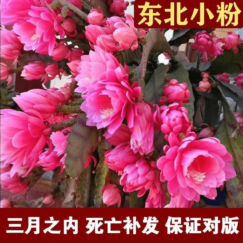 令箭荷花盆栽绿植耐寒耐热重瓣大花多肉植物带根室内阳台室外花卉