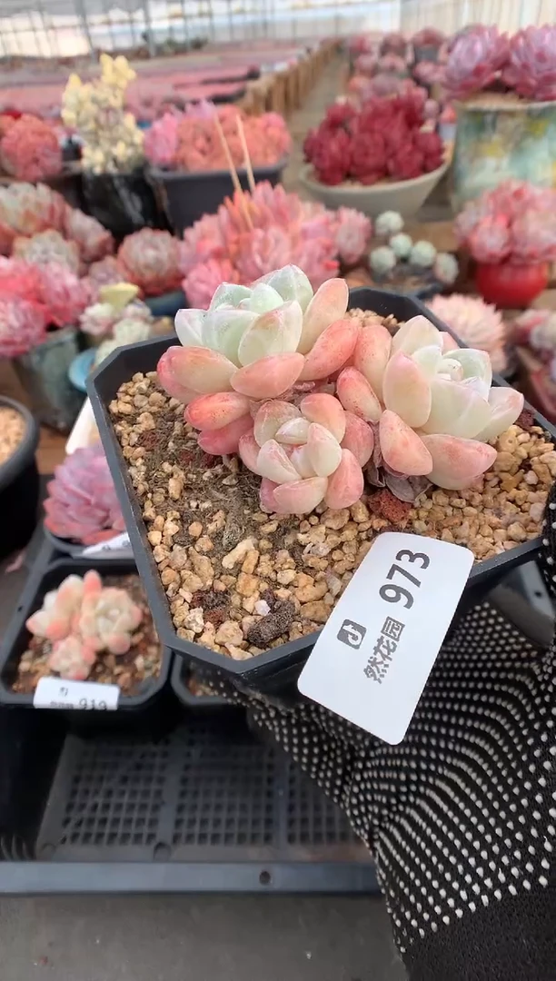 973冰玉多肉植物一物一拍