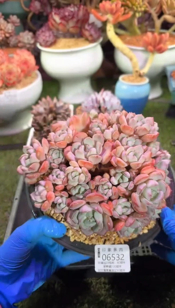 【闪购商品】06532