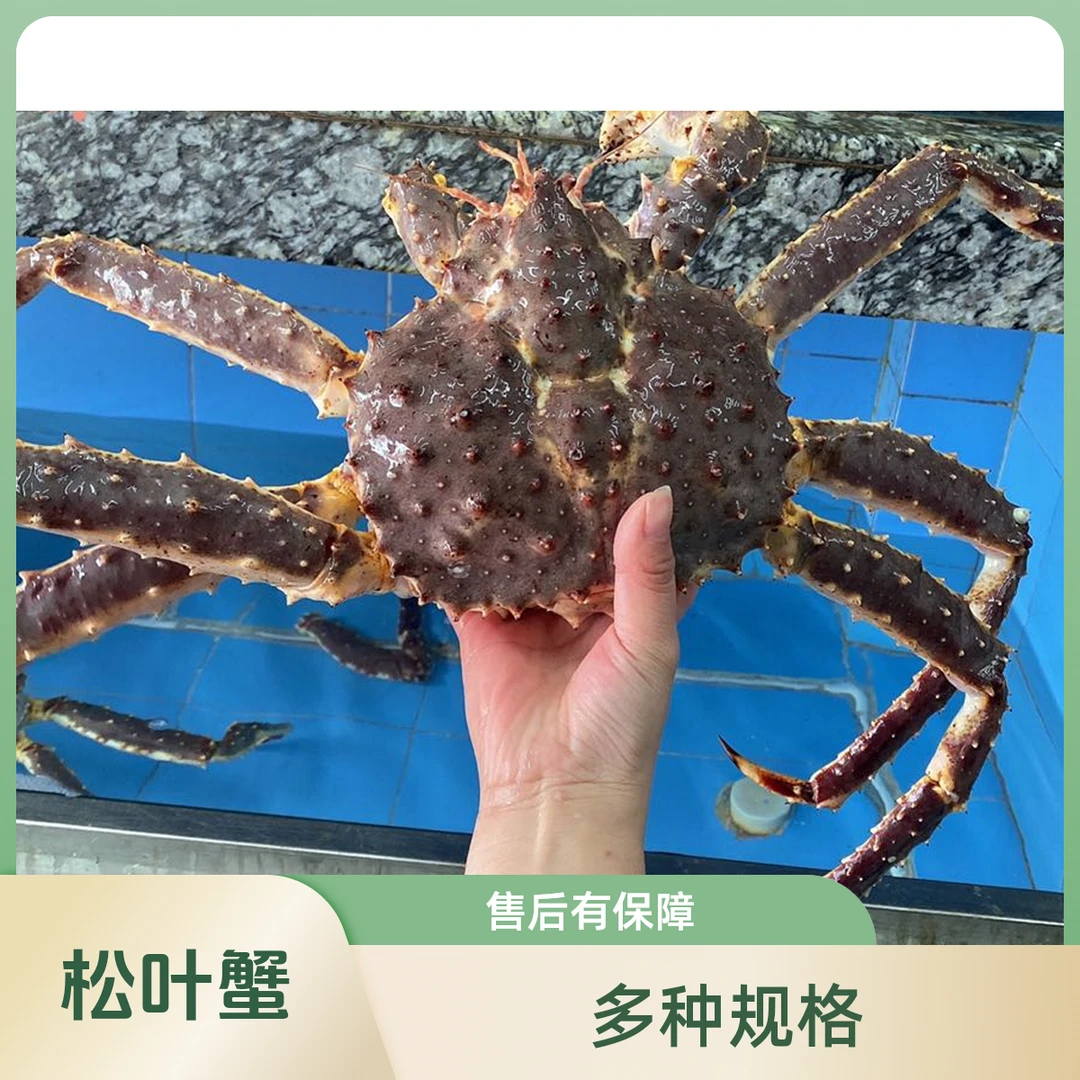 松叶蟹  多规格 1kg