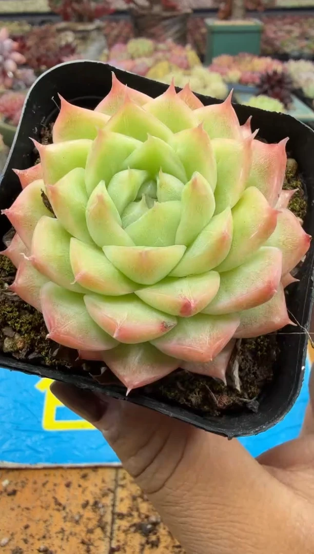 东云多肉园二店-426