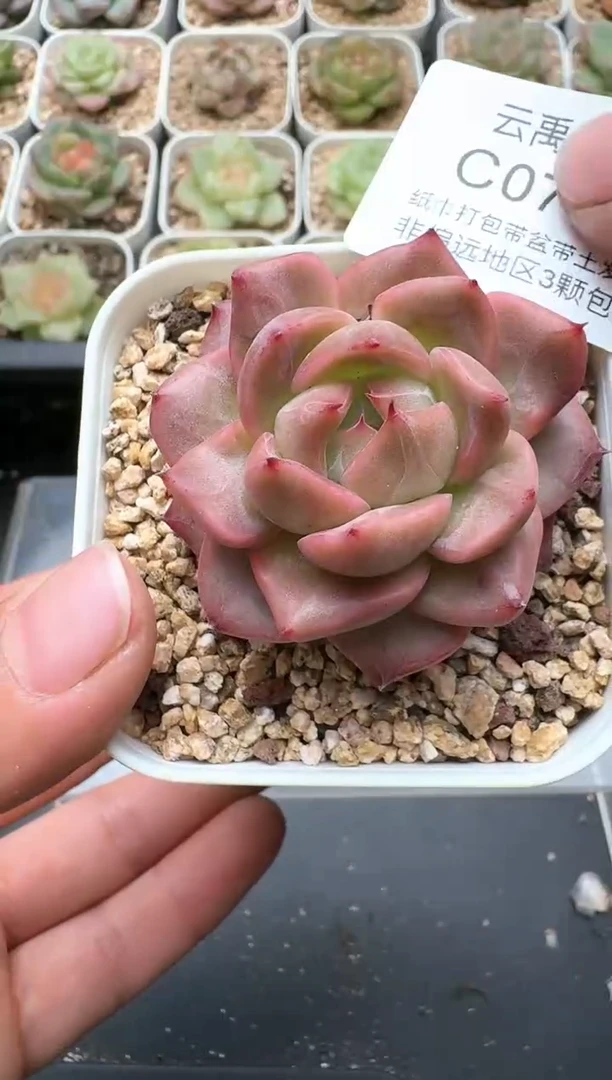 769C云禹多肉植物 带盆土纸巾打包 3颗包邮