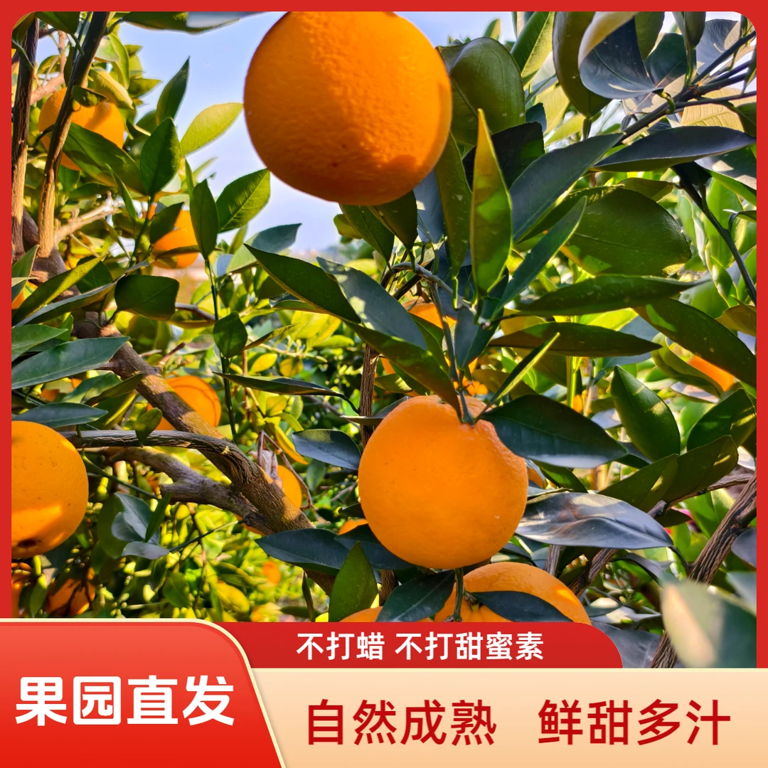 湖南脐橙红橙新鲜采摘水果产地直发鲜嫩多汁