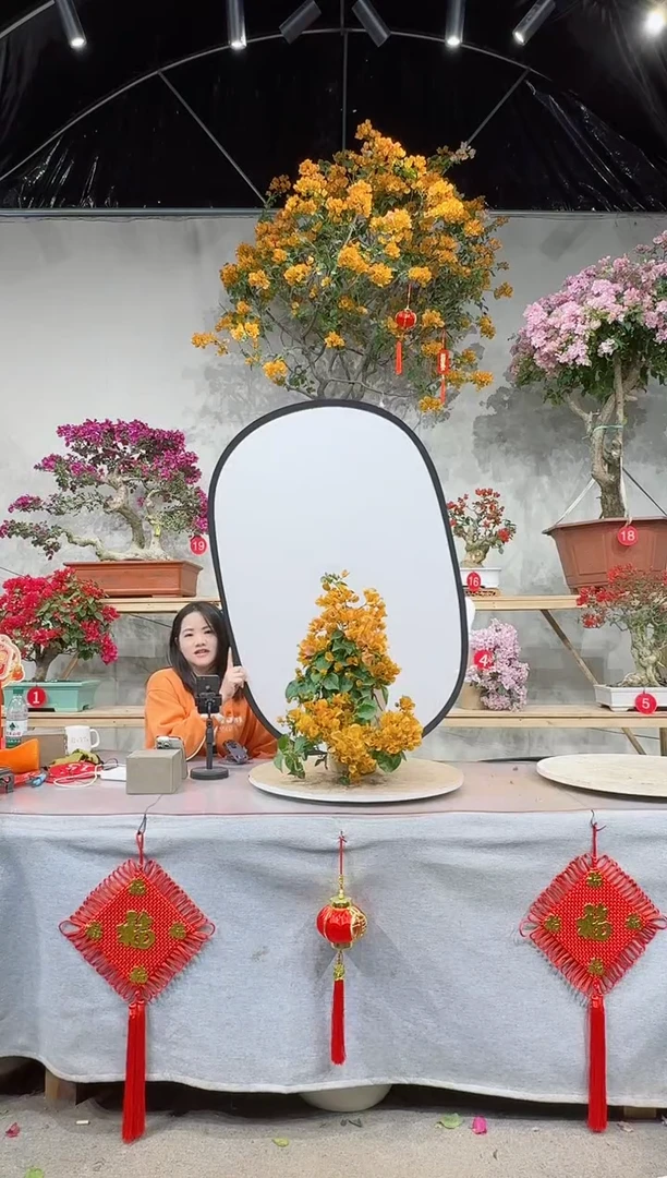 【闪购商品】盆景加州黄金