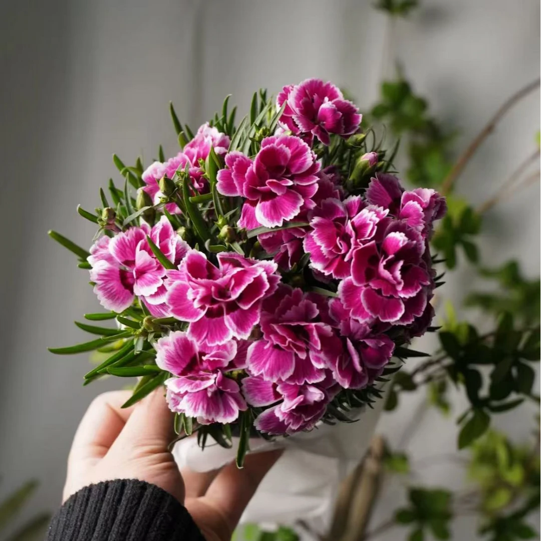 康乃馨 玫红色渐变 浓香盆栽花园阳台多季开花生长花园爆花草本