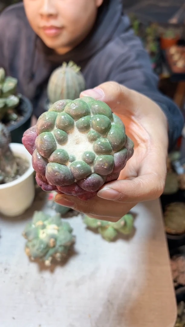 【闪购商品】晚20号自根蜘蛛眼6.8公分