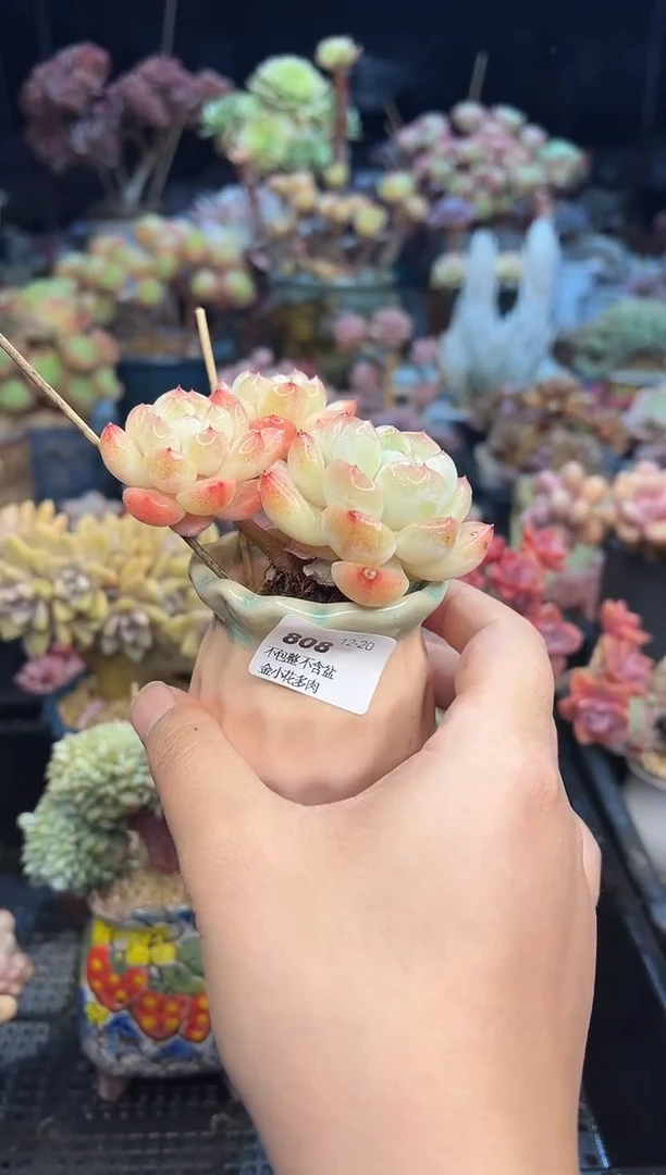 【闪购商品】808不带盆