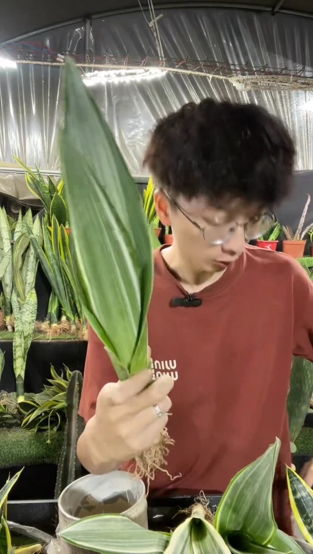 雪纹蓝龙裸根9.9