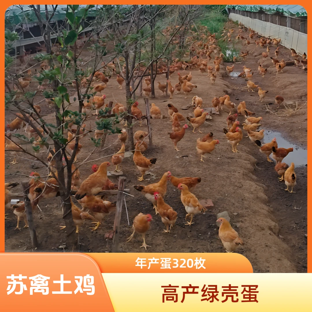 宠物鸡高产绿壳蛋鸡苏禽土鸡