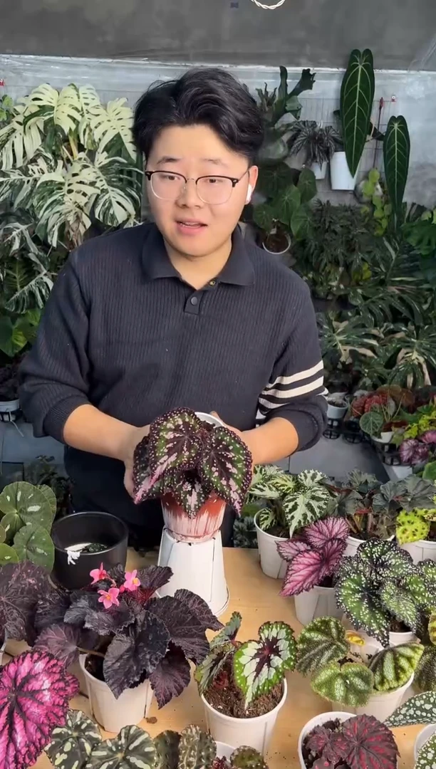 完全开放M豆秋海棠（轻微叶损）