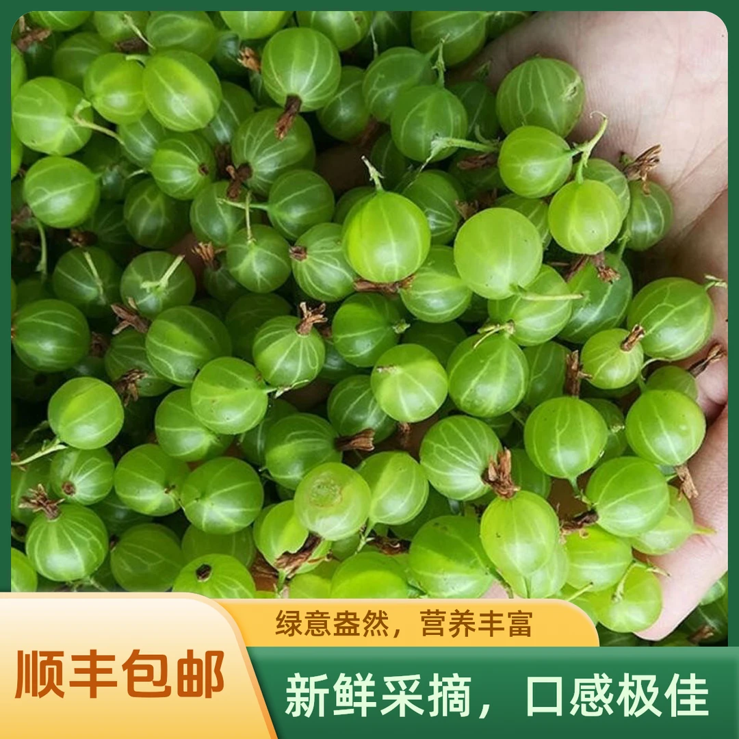 东北灯笼果新鲜醋栗酸新货梅酵素开胃绿酸子粒现摘现发顺丰包邮