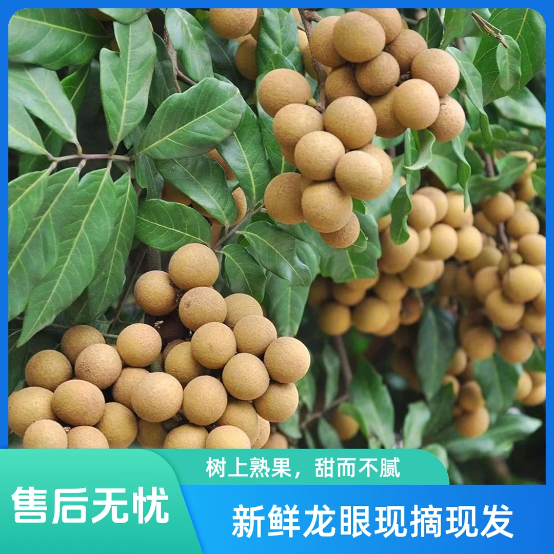 泰国进口龙眼(鲜生店)