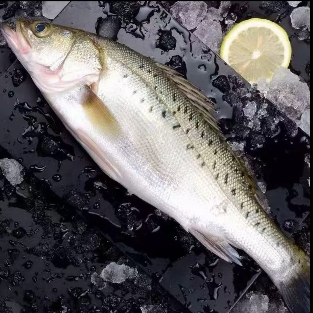 帮杀（拍3条送1条）大海鲈鱼活鱼速冻发货原产地七星海鲈鱼顺丰包邮