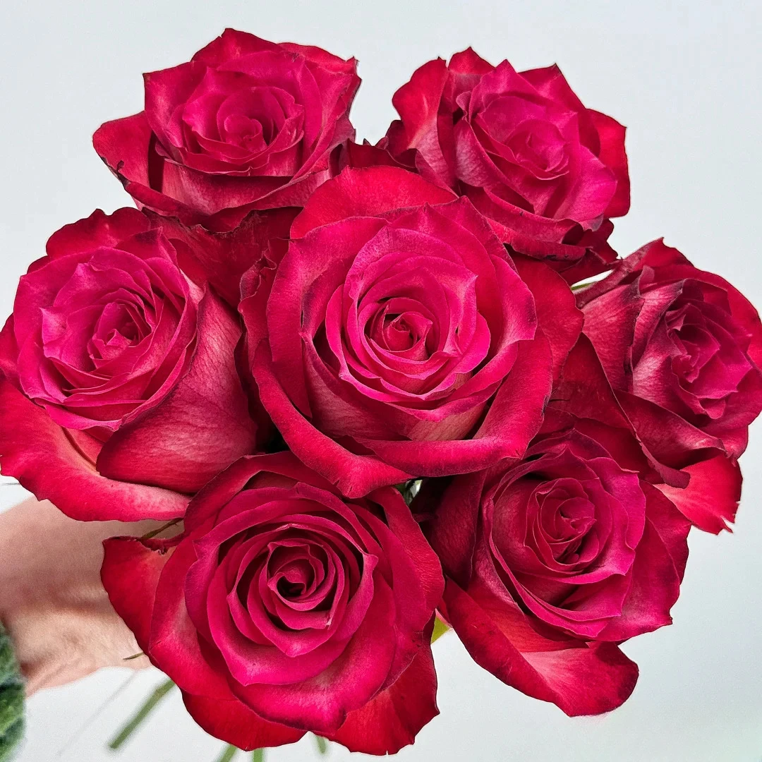 【初见花园】黑暗帝国 根接1加仑 月季切花复花庭院抗病耐热玫瑰