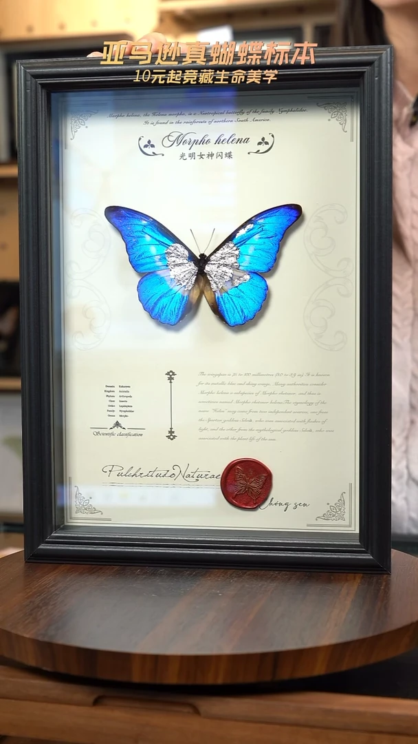 蝴蝶标本摆件竞拍光明女神闪蝶D202