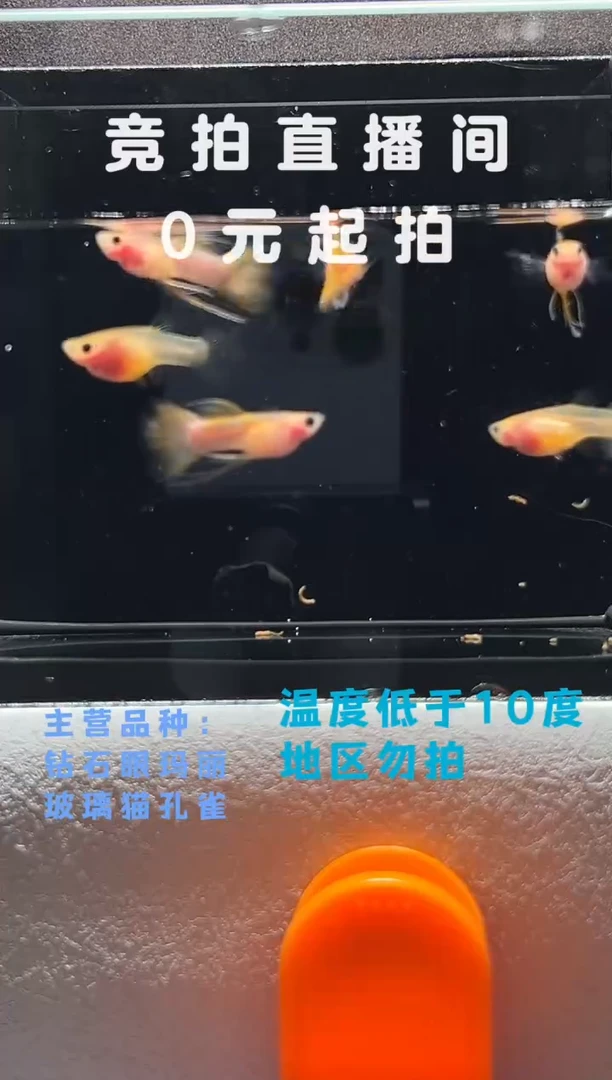 孔雀鱼粉红琉璃6只（不能繁殖）编号99