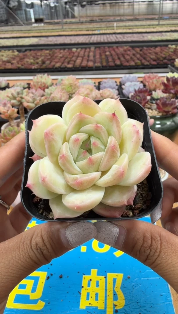 东云多肉园二店-400