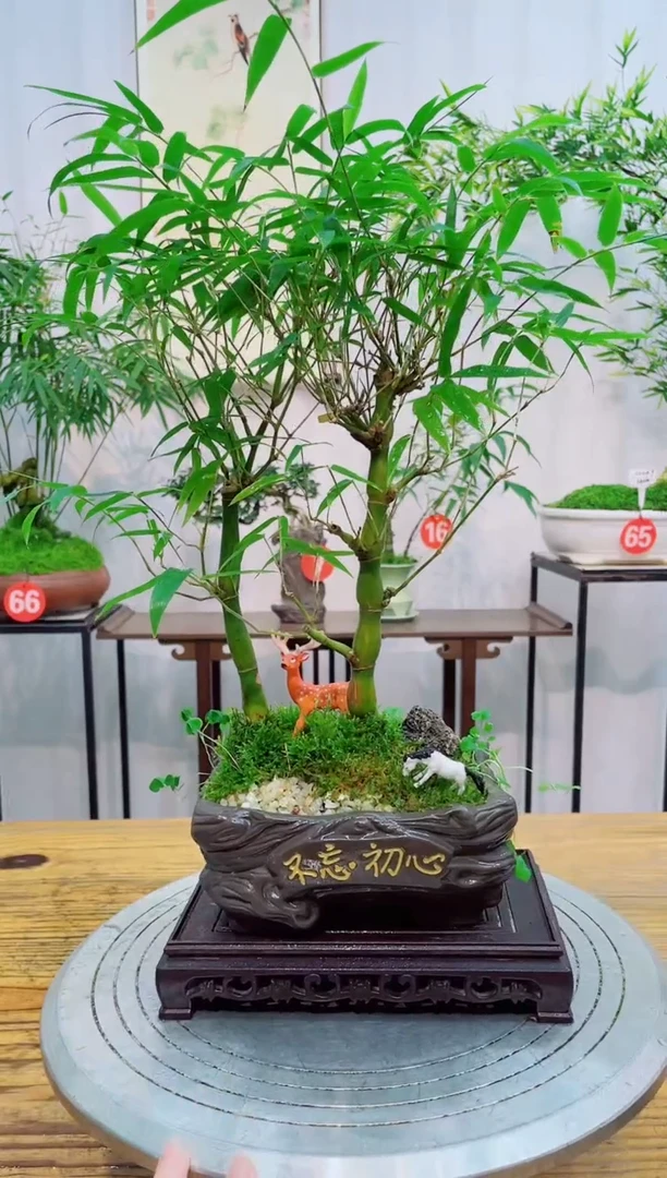 【闪购商品】竹子盆景竹子盆景