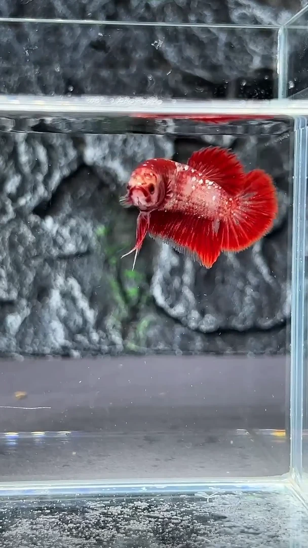 斗鱼竞拍链接A040