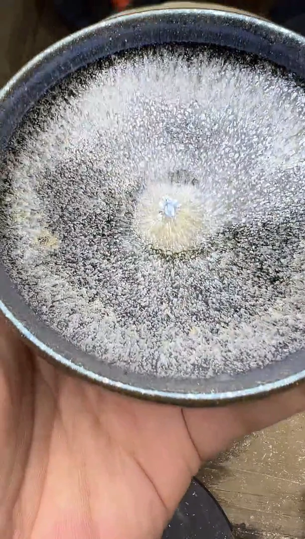 茶盏42朱秋敏龙窑开窑现场329